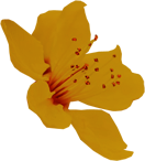 flower_5